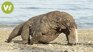 Der Komodowaran  riesige Giftschlange auf Beinen Tierdokumentation in HD [upl. by Neelrad]