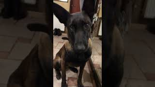 Unexpected ASMR from Malinois 🤣 Belgian Shepherd at work [upl. by Rondi]