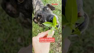 Infusión de albahaca para tu mascota estos son sus beneficios [upl. by Kalie]