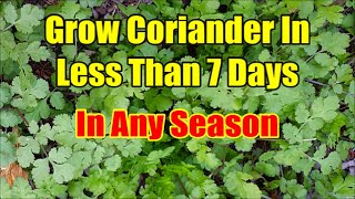 How To Grow Coriander From Seeds In 3 Days Fastest Method of Coriander Seed Germination [upl. by Nahtad105]