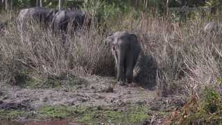 Wildlife of India Kaziranga National Park Assam India [upl. by Ofori]