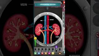 The Human body Urogenital system  Anatomy Visual1 education learning examine education [upl. by Naghem]