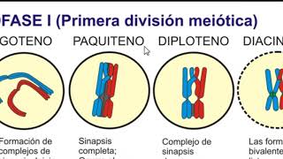 Dictioteno y Diploteno [upl. by Oninrutas]