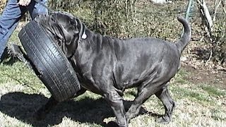 Largest Neapolitan Mastiff Champion BestinShow winner CH Samson [upl. by Ajet]