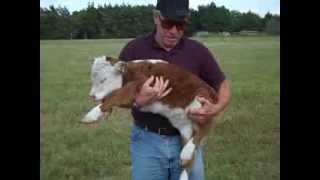 Miniature Hereford calf 3 days old [upl. by Franklyn]