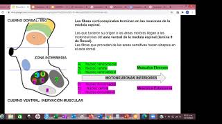 Sx Piramidal Motoneurona Superior e Inferior [upl. by Sharos]