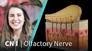 Anatomy Dissected Cranial Nerve I olfactory nerve [upl. by Shawna195]