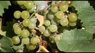 ESCAPADAS DE VERANO LA BODEGA Y VIÑEDO ALESTE [upl. by Alaunnoif]