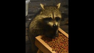 Four Baby Raccoons 9 August 400 am [upl. by Haikan]