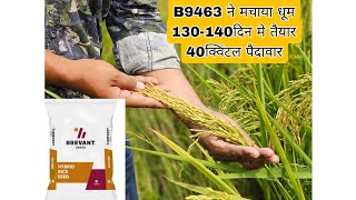 Brevant paddy seeds B9463 B9463 की सम्पूर्ण जानकारी जबरदस्त पैदावार छमता पर एकर 40क्विंटल उत्पादन 💪 [upl. by Nevada]