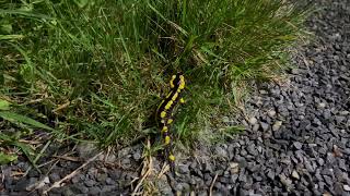 Jolie Salamandre tachetée de jaune [upl. by Er]