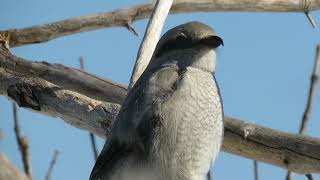 Pie grièche grise oiseau de proie 18 mars 2019 [upl. by Calvo813]