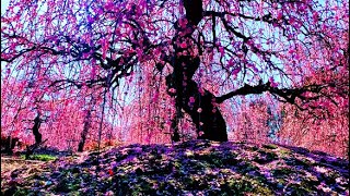 🌺 Suzuka Plum Blossom Forest is OLDER THAN THE USA 🌸 Mie Japan [upl. by Grannias478]