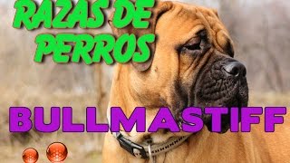 Caracteristicas Raza Perro Bullmastiff [upl. by Attenauqa290]