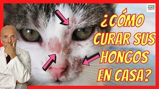 🚨 ¿CÓMO CURAR LOS HONGOS EN LA PIEL DE LOS GATOS 🚨 CON TIÑA [upl. by Analrahc]