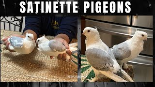 Satinette pigeon  Fancy Pigeons [upl. by Nyleimaj]