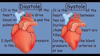 Cardiac Cycle and Blood Flow  Anatomy and Physiology [upl. by Aciretal532]