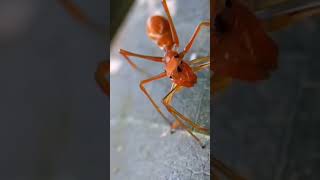 Cette araignée qui imite les fourmis  La Myrmarachne [upl. by Foy604]