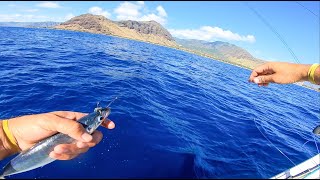 Live bait fishing in Hawaii and some reef fishing [upl. by Yenettirb]