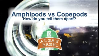 Amphipods vs Copepods [upl. by Coridon22]