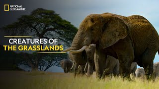 Creatures of the Grasslands  Hostile Planet  Full Episode  S1E2  National Geographic [upl. by Lladnew]