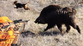 DEV AZILI YABAN DOMUZU AVI DOMUZ KÖPEĞİ KESTİ BEST WILD BOAR HUNTING HOG HUNTS PIG HUNTER [upl. by Johnstone]