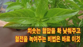 치솟는 혈압을 확 낮춰주고 혈전을 녹여주는 비법은 바로 이것 [upl. by Airrehs751]