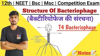 Structure Of Bacteriophage  T4 Bacteriophage  Microbiology  By Dadhich Sir [upl. by Jeniece159]