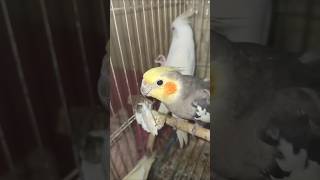 Cockatiel Love To eat Cuttle Fish Bone ✔️ [upl. by Imoen589]