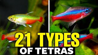 21 Types of Tetras For Aquariums 🐟 [upl. by Nnelg399]