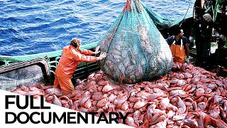 Where Have All the Fish Gone  Overfishing Crisis  ENDEVR Documentary [upl. by Soule]