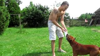 American Staffordshire Terrier From SERBIA  Pictures amp Video [upl. by Hanas]