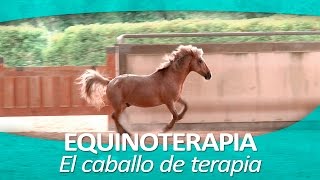 EQUINOTERAPIA 10  El caballo de terapia [upl. by Airbmac]