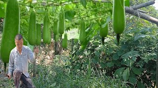 make squash trellis [upl. by Delanie586]