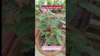 mimosa plantsChuiMuiplant shortsplants plantslover mimosaplantmovement mimosa chuimuiplant [upl. by Lasiaf]