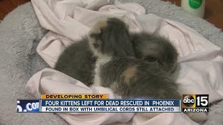 Four kittens rescued from box near Phoenix dumpster [upl. by Aremat]