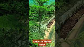 Araucaria Indoor Plants AraucariaIndoorPlantsGardenTipsEvergreenPlantHousePlantsAraucariaCare [upl. by Acira789]