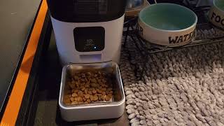 Raiden got a gift PAPIFEED Automatic Dog Feeder Review [upl. by Stahl]