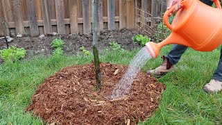 How to Water Your Trees From Planting to Three Years [upl. by Anemix]