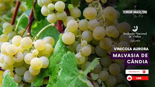 A Malvasia que surpreendeu a todos na 32ª Avaliação Nacional de Vinhos [upl. by Noira]