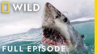 Shark Attack California Coast Carnage Full Episode  When Sharks Attack [upl. by Franny]