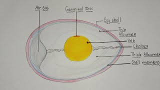 How to draw parts of an egg  Parts of birds egg drawing  labelled diagram of Birds Egg [upl. by Asel]