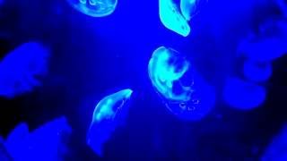 JENKINSONs AQUARIUM BLACK LIGHT LIT JELLYFISH 2nd 4K SCREENSAVER [upl. by Nels]