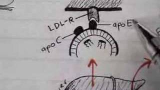 Lipoprotein Physiology Chylomicron 24 [upl. by Melli]