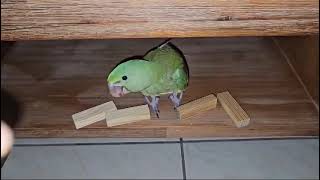 Alexandrine parrot in his 8 weeks old parrot alexandrinebabyparrot [upl. by Gee]