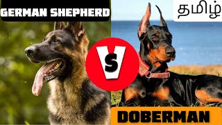 Which is best  German shepherd vs Doberman pinscher  comparison  Tamil [upl. by Aliam]