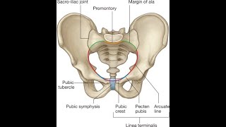 Mnemonics for Pelvic Brim structures Sacral promontory Ala of sacrum Iliopectineal line and Pubis [upl. by Acirema562]