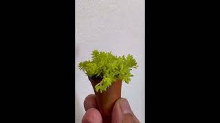 EP 142 minipotsucculent tokyosun cactus succulents youtube short shortvideo trending [upl. by Keller83]