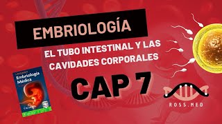 CAP 7EL TUBO INTESTINAL Y LAS CAVIDADES CORPORALESEMBRIOLOGÍA DE LAGMANRESUMENPODCAST [upl. by Ansev]