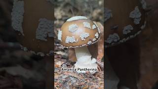 Amanita Pantherina 😍🍄 mushrooms mushroom nature [upl. by Ahsaei915]